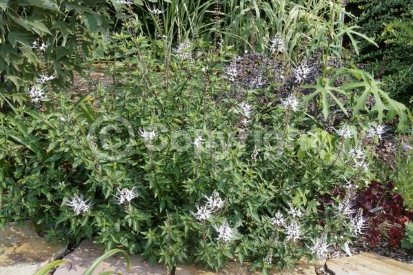White blooms; Evergreen; Needles or needle-like leaf