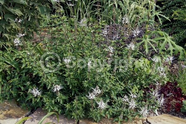 White blooms; Evergreen; Needles or needle-like leaf