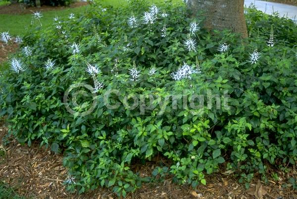 White blooms; Evergreen; Needles or needle-like leaf