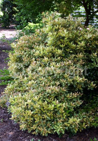 White blooms; Evergreen; Needles or needle-like leaf
