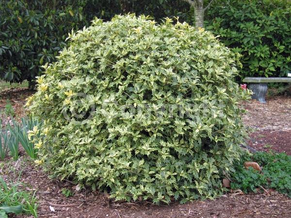 White blooms; Evergreen; Needles or needle-like leaf