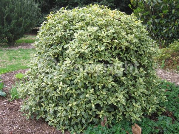 White blooms; Evergreen; Needles or needle-like leaf