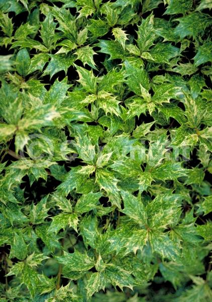 White blooms; Evergreen; Needles or needle-like leaf