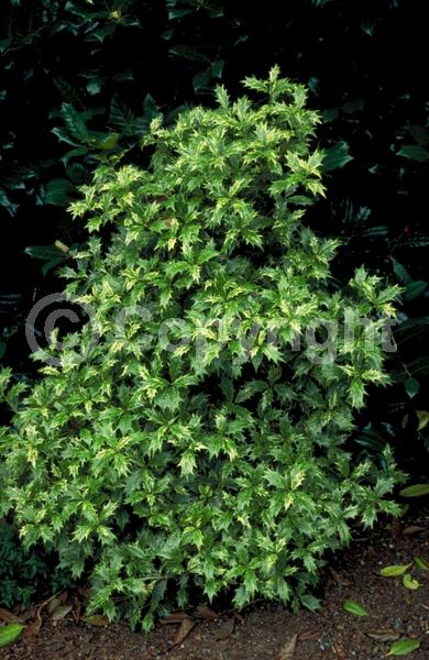 White blooms; Evergreen; Needles or needle-like leaf