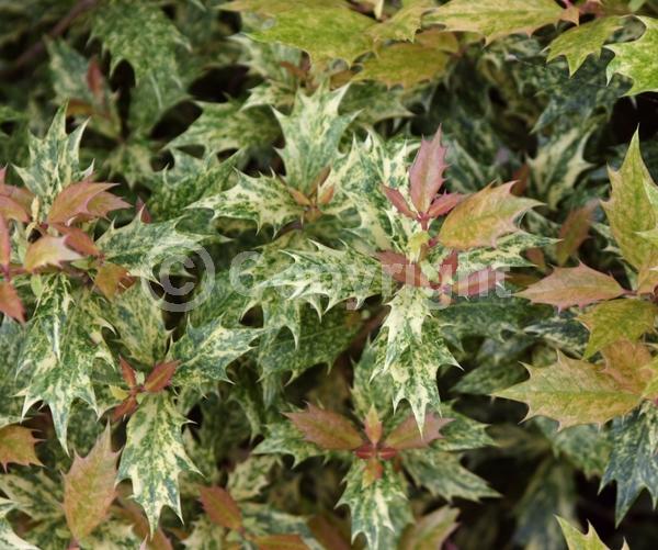 White blooms; Evergreen; Needles or needle-like leaf