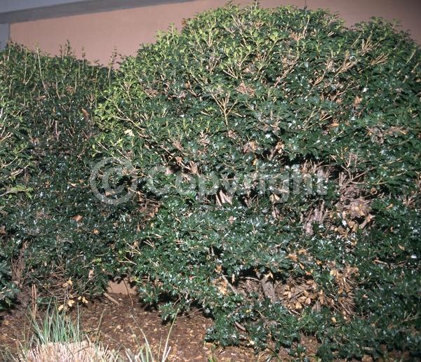 White blooms; Evergreen; Broadleaf