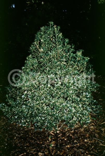 White blooms; Evergreen