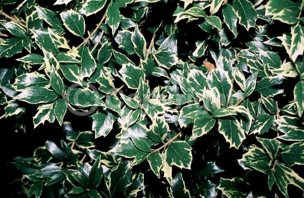 White blooms; Evergreen