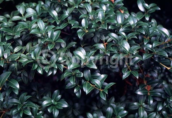 Yellow blooms; White blooms; Evergreen