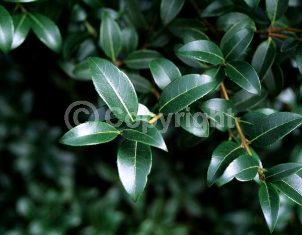 Yellow blooms; White blooms; Evergreen