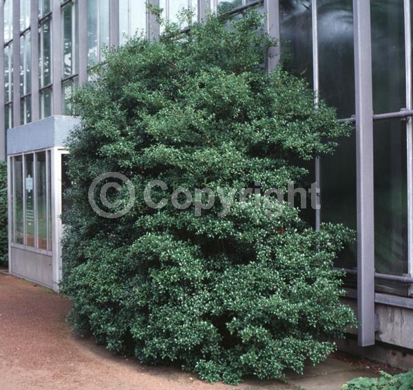 Yellow blooms; White blooms; Evergreen