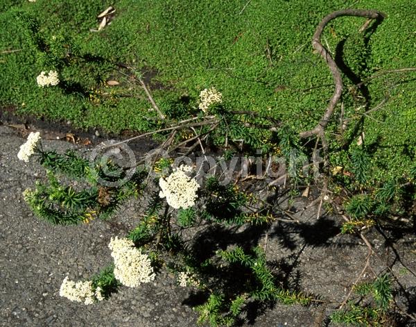 White blooms; Pink blooms