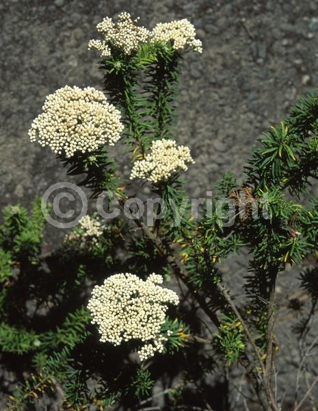 White blooms; Pink blooms