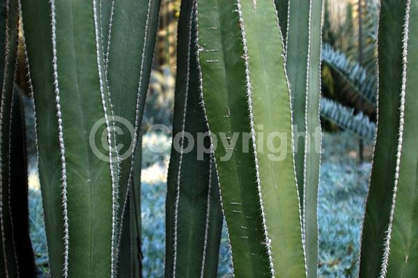 White blooms; Green blooms; Pink blooms; Evergreen; North American Native