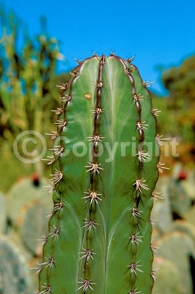 White blooms; Green blooms; Pink blooms; Evergreen; North American Native
