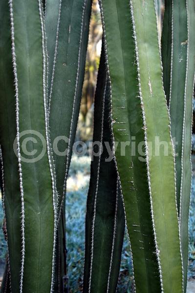 White blooms; Green blooms; Pink blooms; Evergreen; North American Native