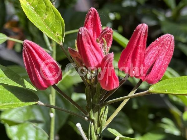 Red blooms; Evergreen