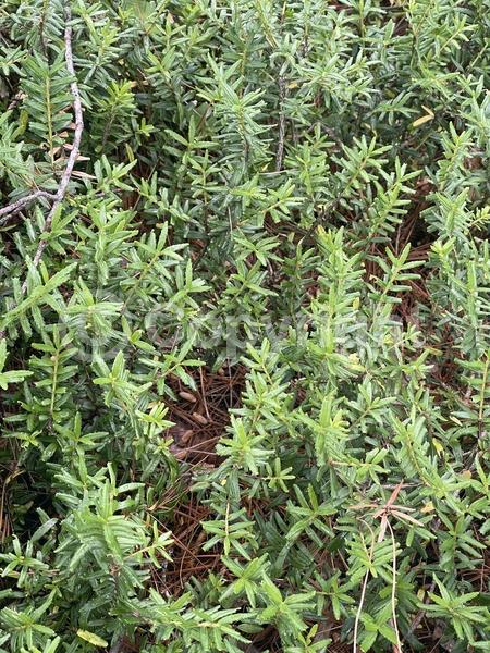 Green blooms; Evergreen; North American Native