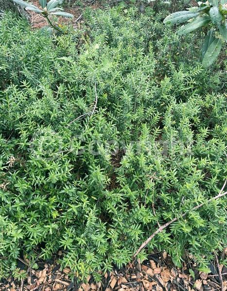 Green blooms; Evergreen; North American Native