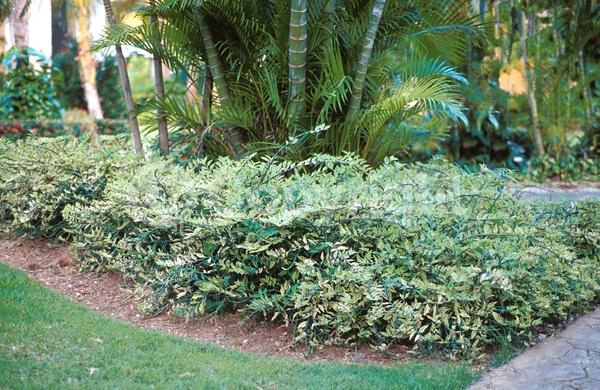 Red blooms; Evergreen; Deciduous