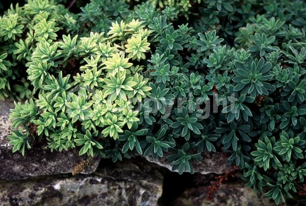White blooms; Evergreen