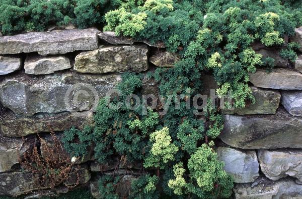 White blooms; Evergreen
