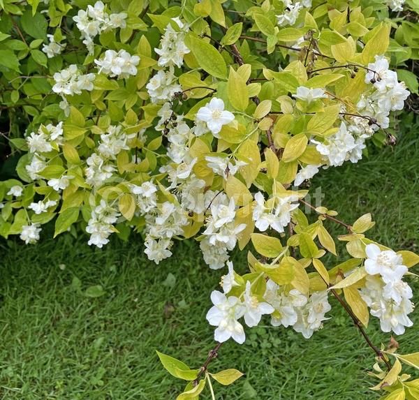 White blooms; Deciduous; Broadleaf