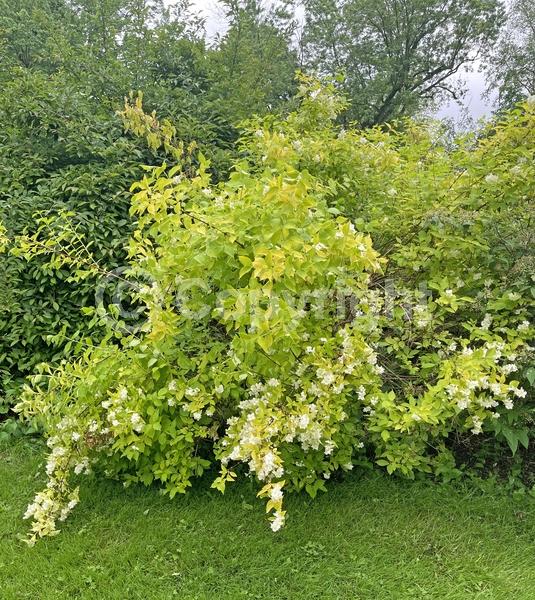 White blooms; Deciduous; Broadleaf