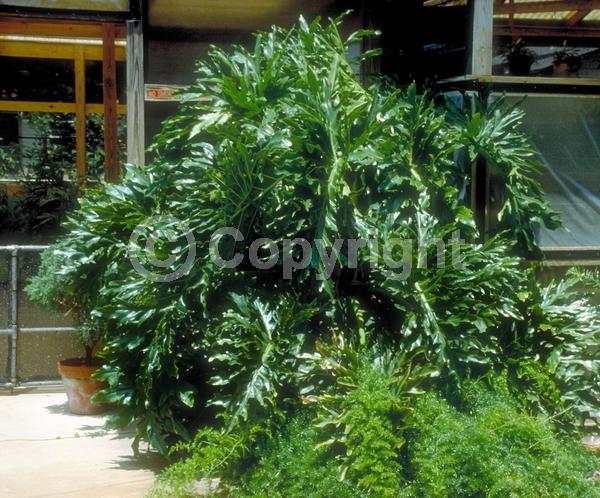 Green blooms; Evergreen