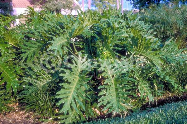 Green blooms; Evergreen