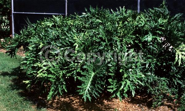 Green blooms; Evergreen