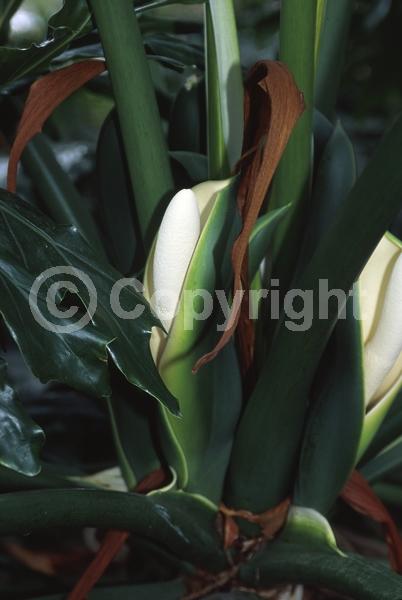 Green blooms; Evergreen