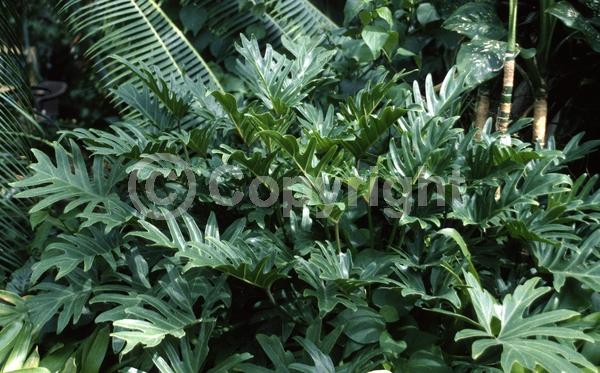 Green blooms; Evergreen