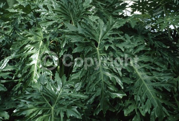 Green blooms; Evergreen