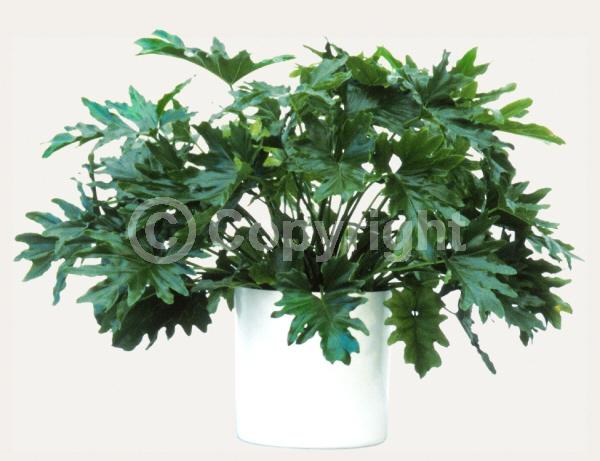 Green blooms; Evergreen