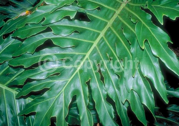 Green blooms; Evergreen