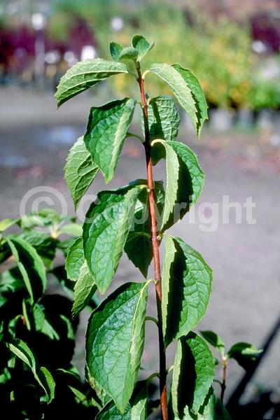 White blooms; Deciduous; Broadleaf