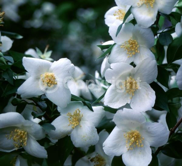 White blooms; Deciduous; North American Native