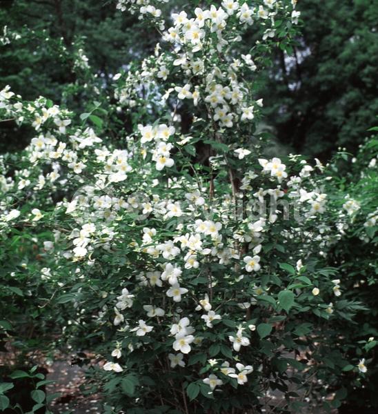 White blooms; Deciduous; North American Native