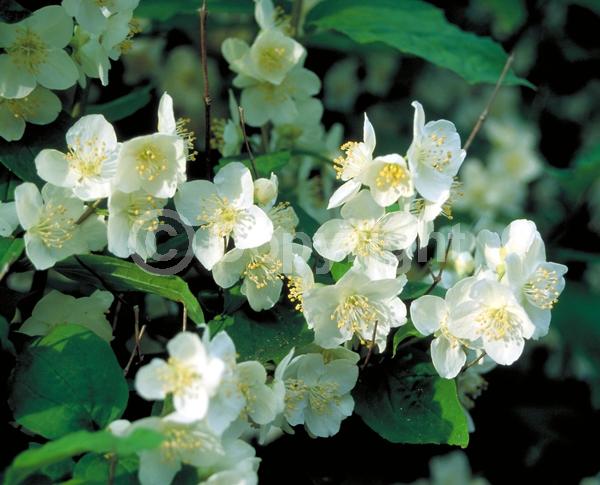 White blooms; Deciduous