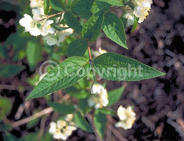 White blooms; Deciduous