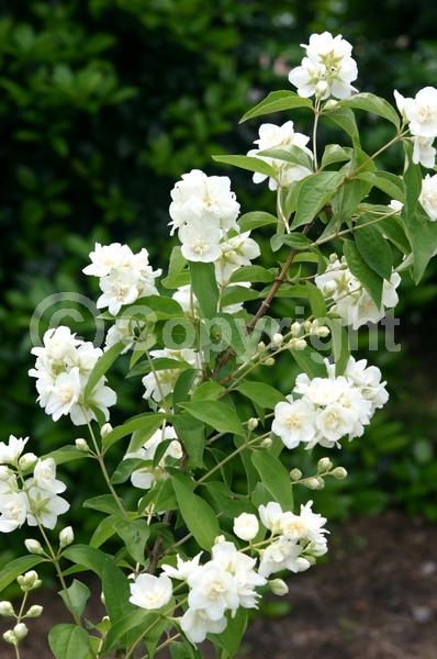 White blooms; Deciduous; Broadleaf