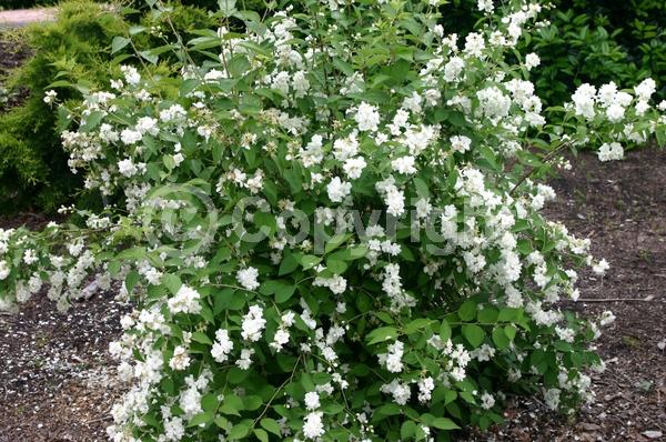 White blooms; Deciduous; Broadleaf