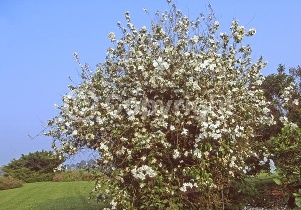 White blooms; Deciduous
