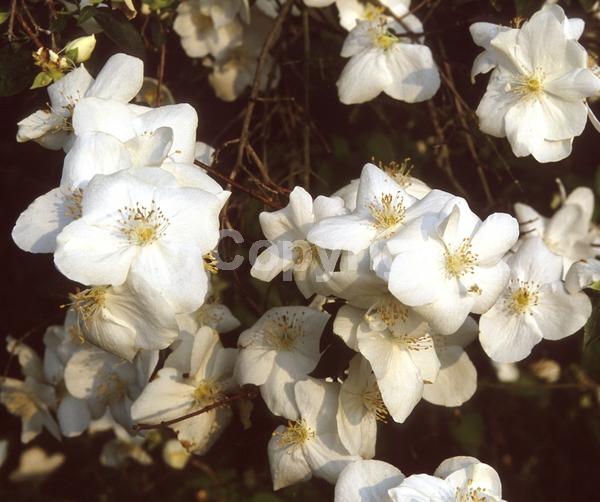 White blooms; Deciduous