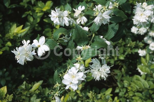 White blooms; Deciduous