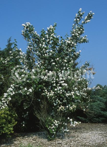White blooms; Deciduous