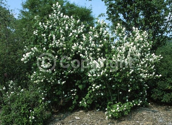 White blooms; Deciduous