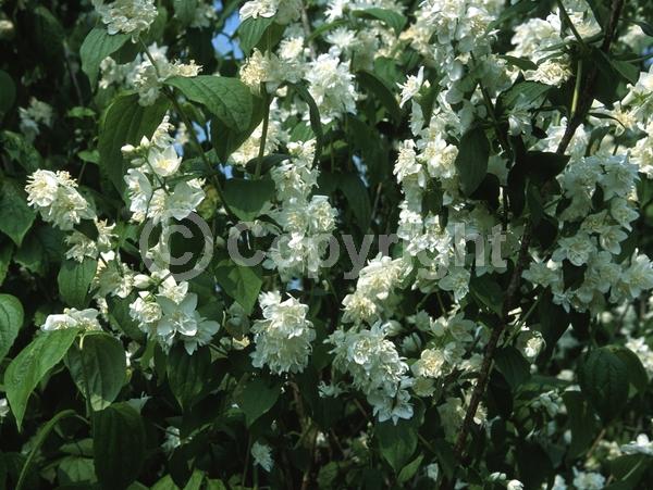 White blooms; Deciduous