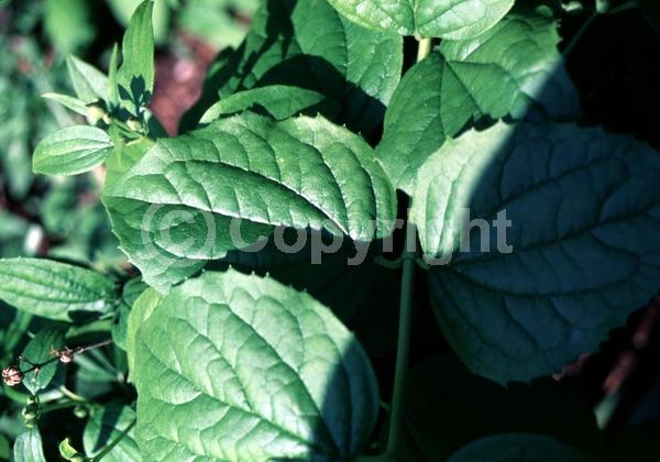 White blooms; Deciduous